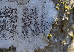  1.	Lišaj - Lecanora gangaleoides