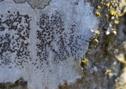 Lišaj - Lecanora gangaleoides