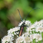 Musk beetle