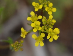 Creeping yellowcress