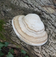 Vrbov plutač – Phellinus igniarius (L.: Fr.) Quel.