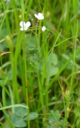 Cuckoo flower