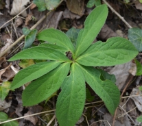 Christmas rose