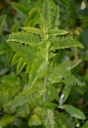 Common hemp-nettle