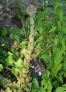 Navadni netresk – Sempervivum tectorum