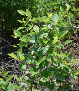 Japonska dresen - Fallopia japonica
