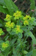 Sun spurge