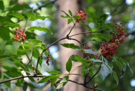 Red elderberry