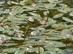 Broad-leaved pondweed