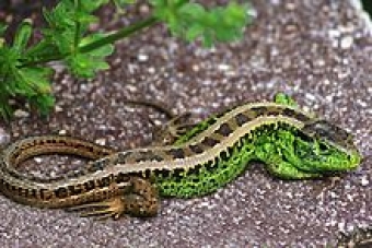 Sand lizard