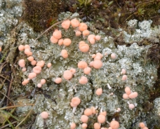 Pink earth lichen