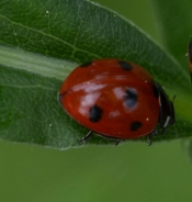 Sedempikčasta polonica, pikapolonica (Coccinella septempunctata