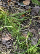 Interrupted club-moss