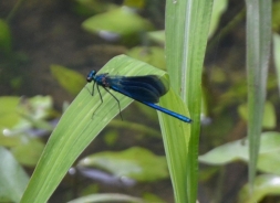 Modri bleščavec – Calopteryx virgo