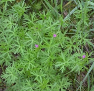 Cut-leaved Crane's-bill