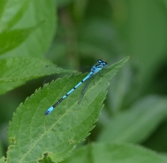 Azure damselfly