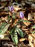 Dog's-tooth-violet