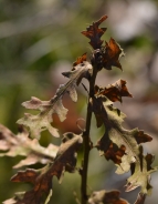 Turkey oak