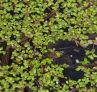 Common duckweed