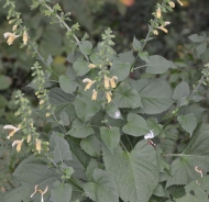 Salvia vischiosa