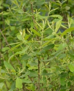 Mandljasta vrba – Salix triandra
