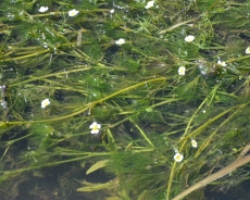 Vodna kuga – Elodea canadensis