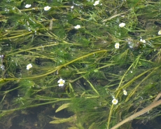 Pondweed