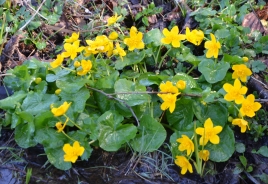 Marsh-marigold