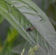 Housefly