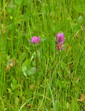 Red clover