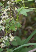 Wild cucumber