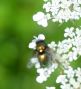 Common greenbottle