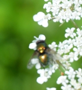 Common greenbottle