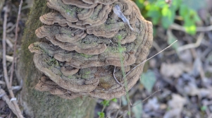 ribezova plutačevka – Phylloporia ribis