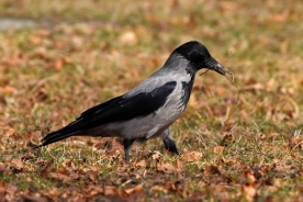 Hooded crow 