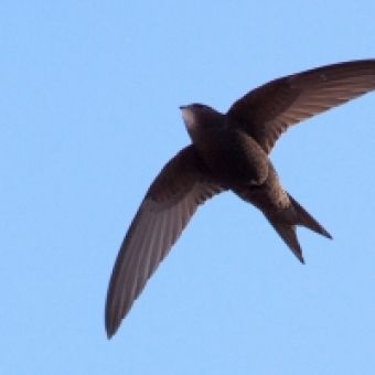 Common swift | Animal | Life Habitats