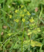 Pastinaca