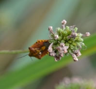 Navadna ostrorobka – Elasmucha grisea