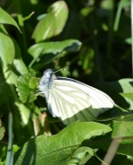 Black-veined white