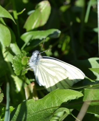 Glogova belinka