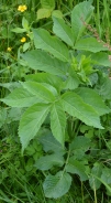 Sambuco lebbio