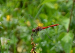 Large red damselfly