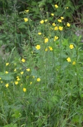 Creeping buttercup