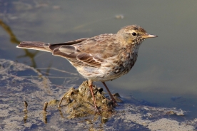 Water pipit 