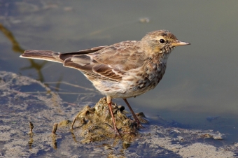 Water pipit 