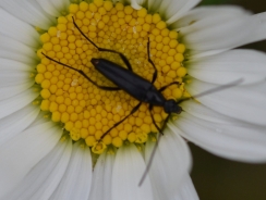 rogin - Oedemera crassipes
