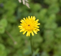 Costolina giuncolina