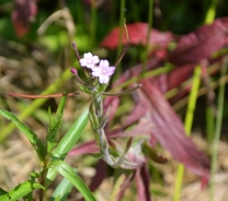 Great hairy willowherb