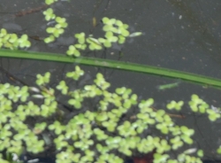 Lenticchia di palude 
