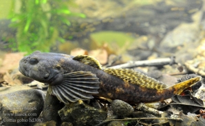 Kapelj (Cottus gobio)